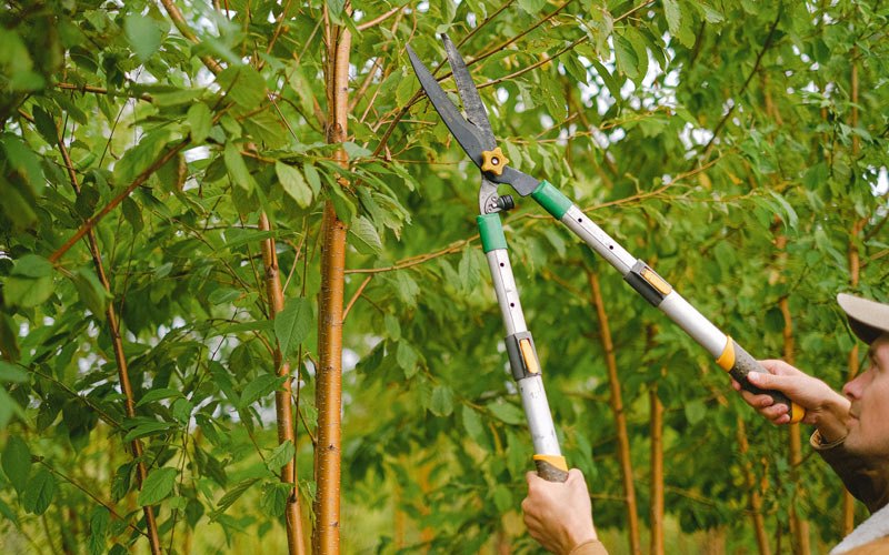 Tree trimming in Prospect, OR